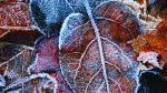 frost on leaf 2